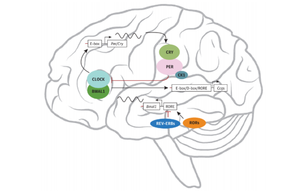 Кластерная головная боль как часть расстройства циркадной системы