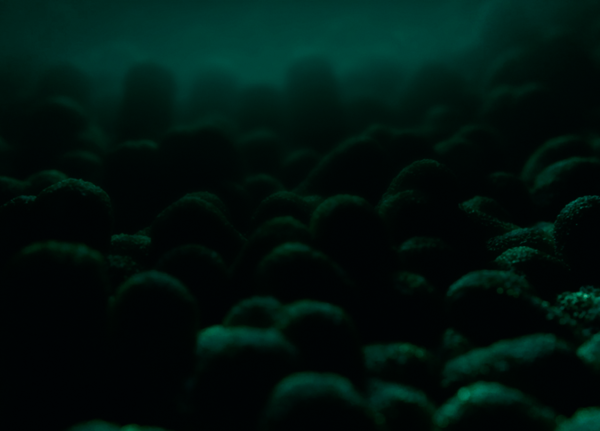 Кишечная микрофлора метаболизирует лекарства