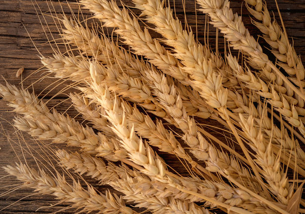 Глютен не провоцирует гастро-интестинальные симптомы у здоровых людей