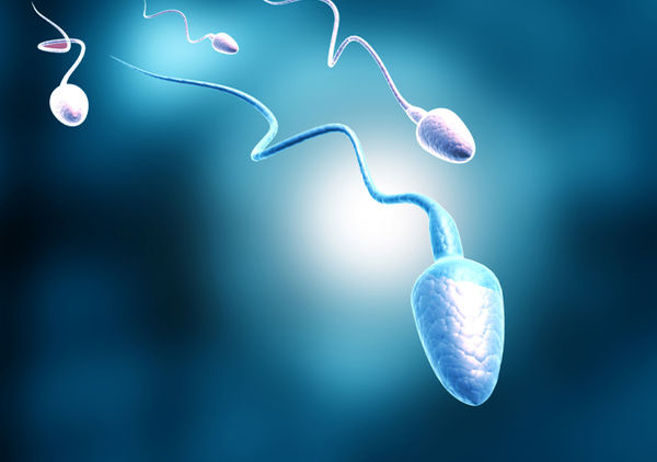 Вкусовые белки играют важную роль в развитии сперматозоидов - beton-krasnodaru.ru