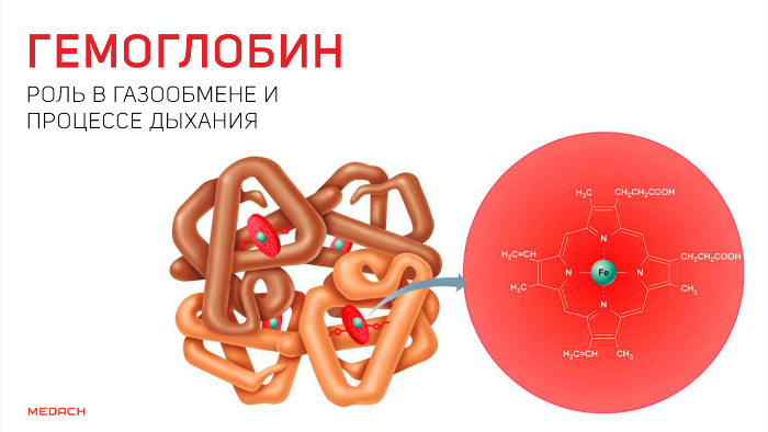 Гемоглобин участвует в организме человека участвует в переносе газа