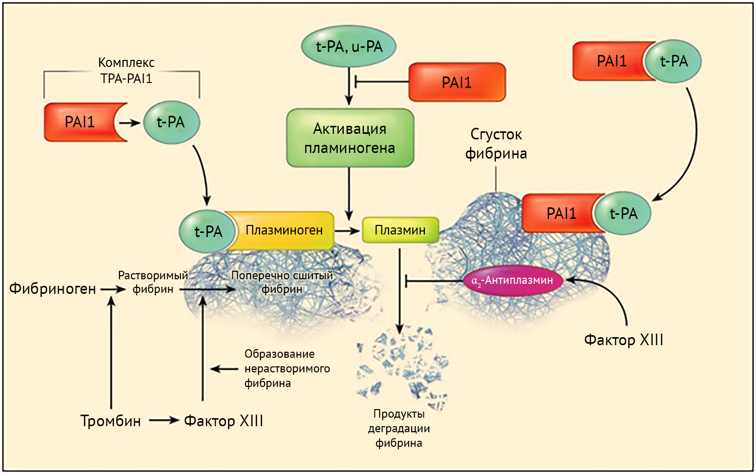 Pai-1 ингибитор активации плазминогена 1. Ингибитор активатора плазминогена-1. Структура функции и место выработки плазминогена биохимия. Плазминоген в плазмин.