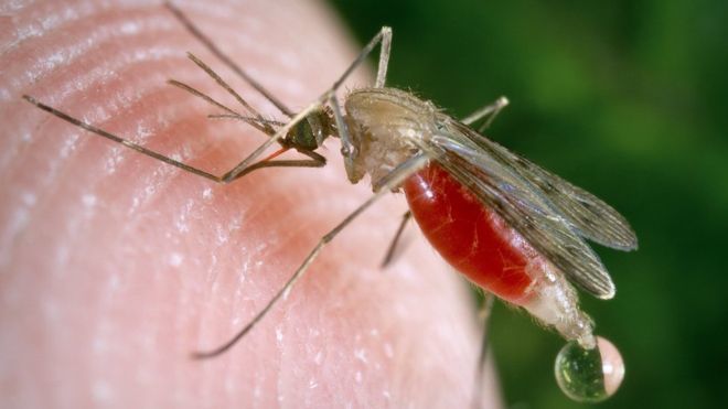 Переносят ли комары вич или гепатит