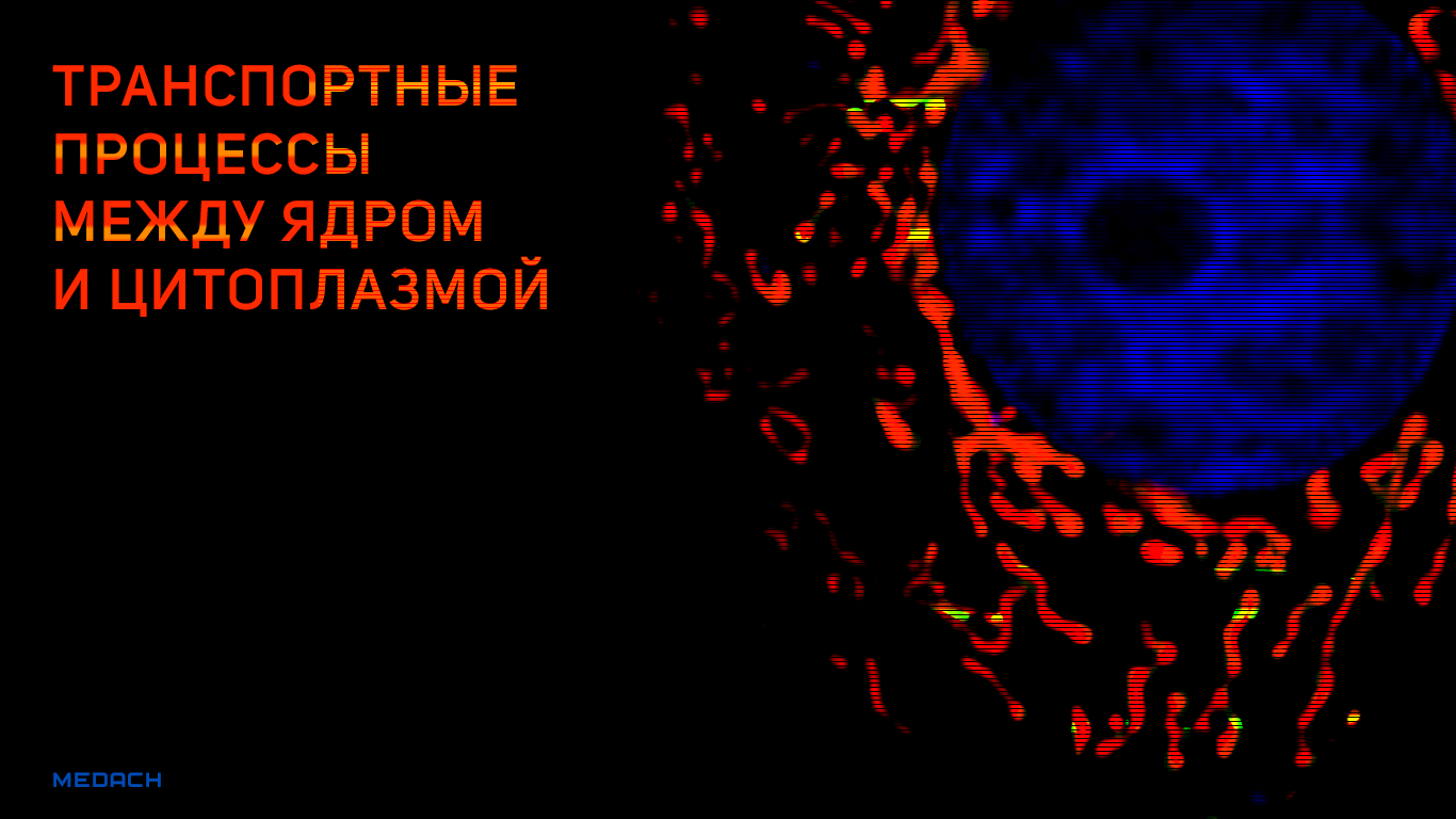 Транспортные процессы между ядром и цитоплазмой