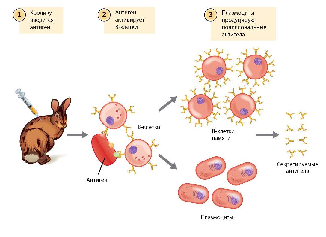 Иммунизация животных для получения антител. Схема получения моноклональных антител иммунология. Получение поликлональных антител. Схема антиген антитело. Для гибридом используются