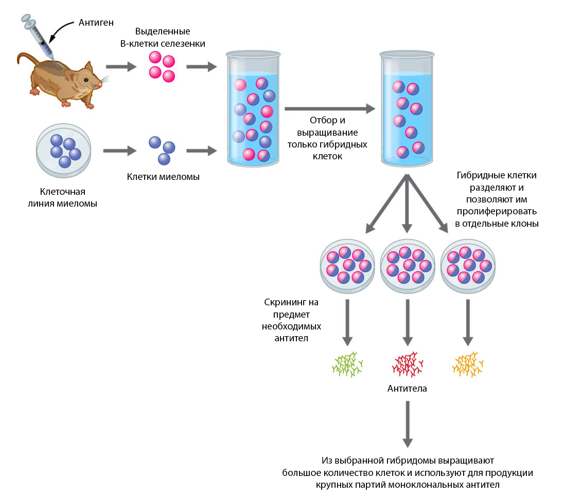Контрольная работа по теме Получение моноклональных антител
