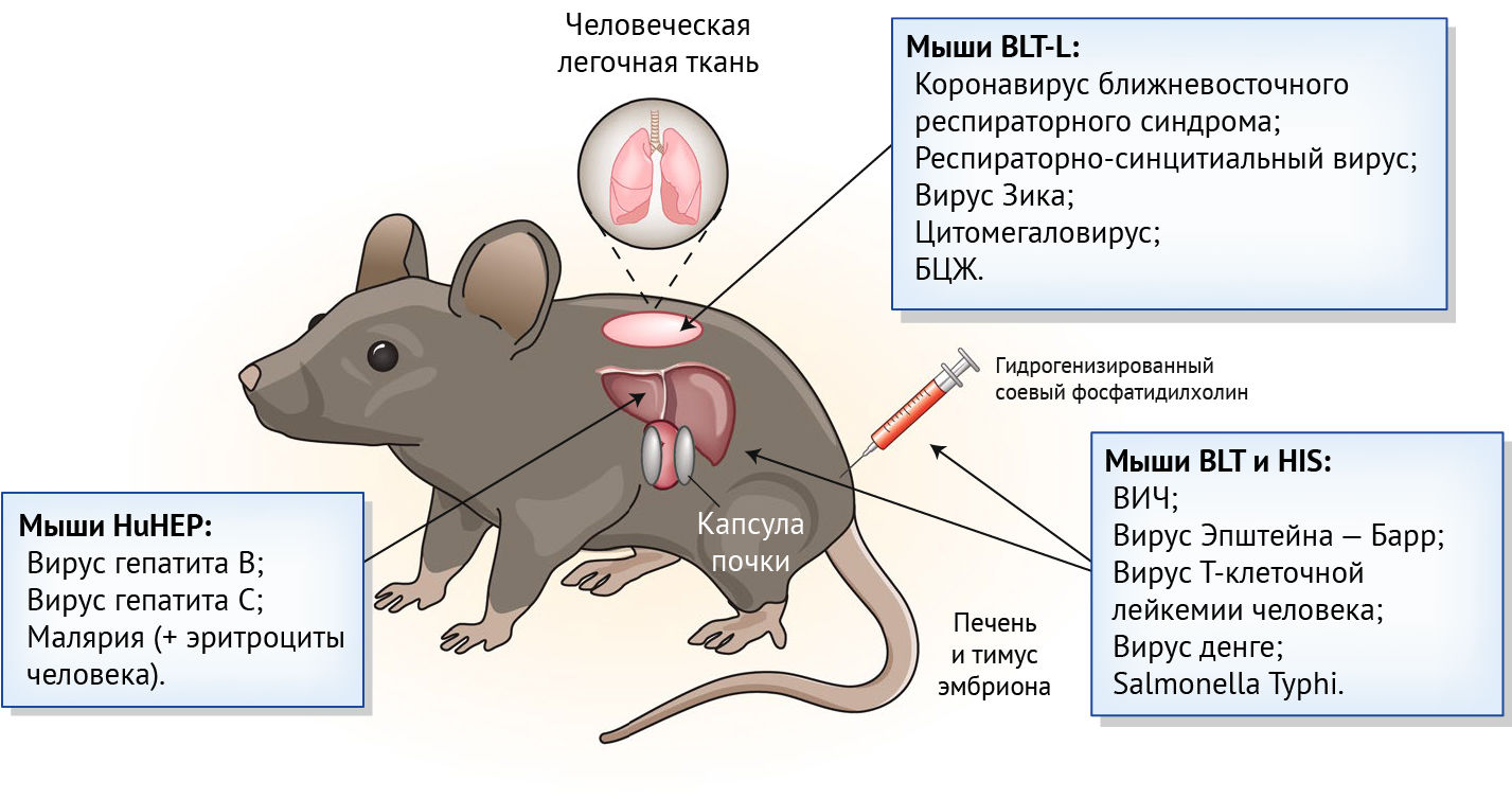 Рак крысы характеристика. О мышах и людях.