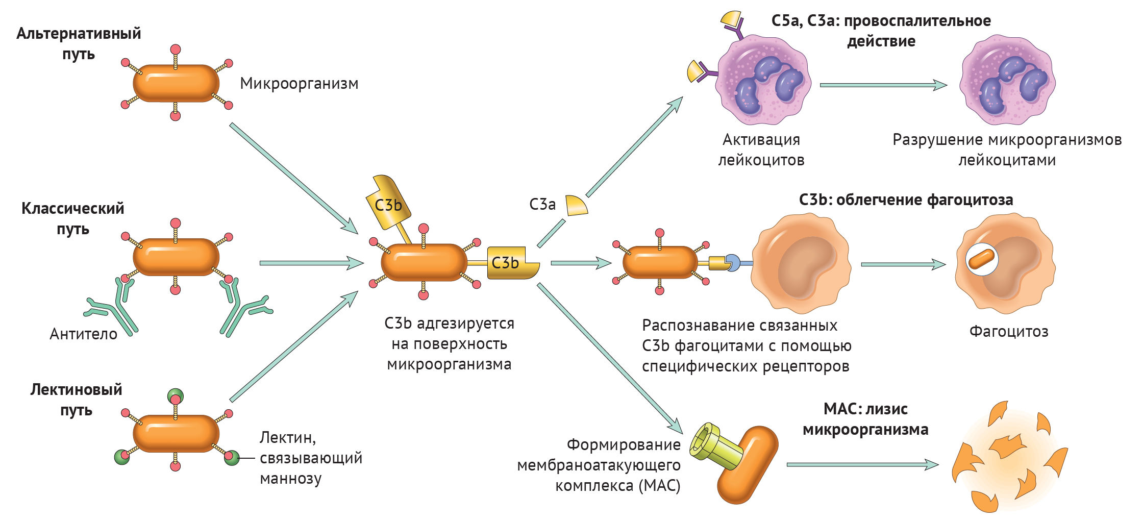 Механизмы иммунитета система комплемента