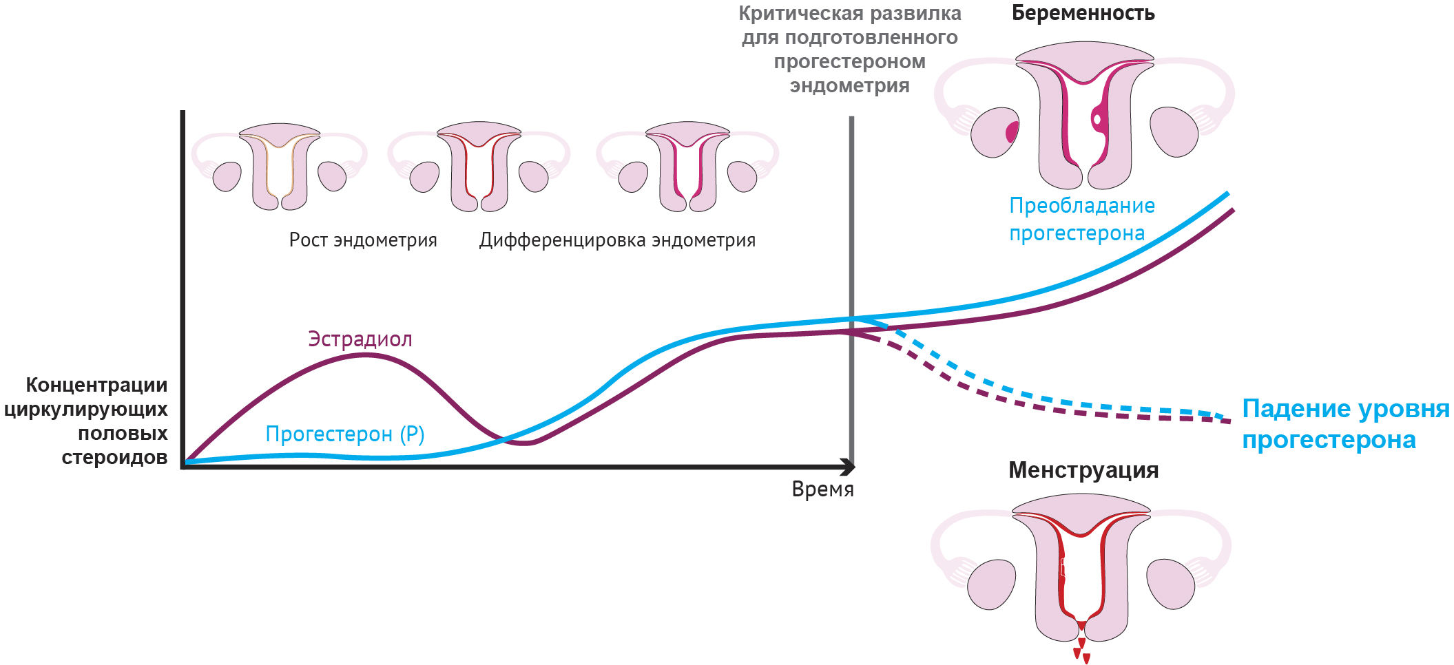 Беременность сокращения. Физиология менструационного цикла схема. Прогестерон менструальный цикл. Прогестерон в менструационного цикла. Прогестерон в менструальном цикле.