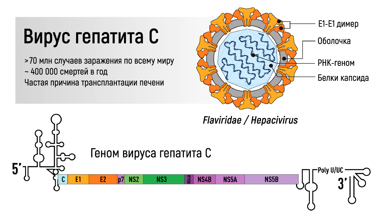 Схема строения генома вируса гепатита в. Вирус гепатита а строение микробиология. Строение вируса гепатита с схема. Строение вируса гепатита c.