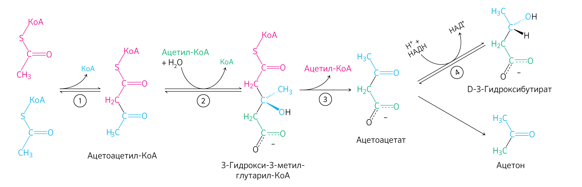Молекула ацетил коа. Велосипед Кребса биохимия. Щук биохимия. Ацетоацетат в ацетил КОА. Ацетил-КОА это в биохимии.