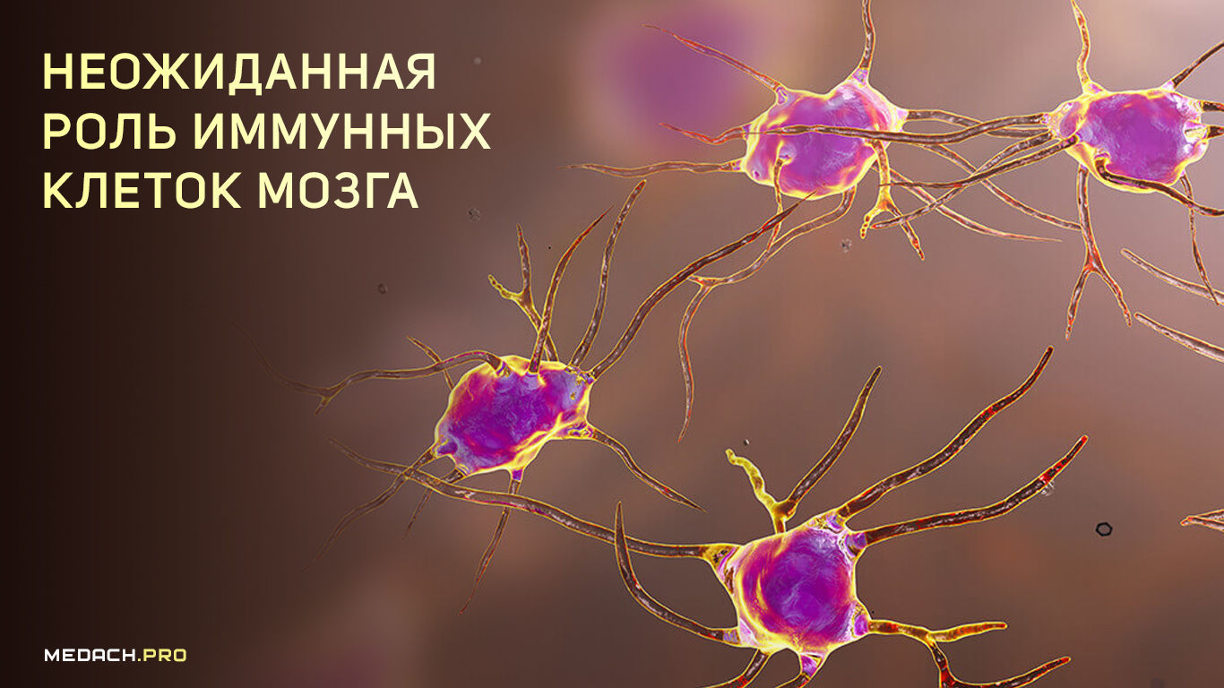 Нейронные связи в мозге. Иммунные клетки картинки. Клетка организма. Иммунные клетки мозга