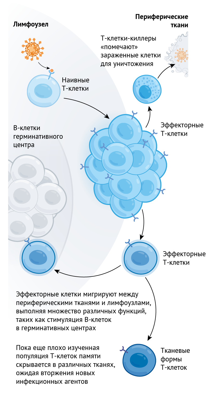 Эффекторные клетки т лимфоцитов. B-лимфоциты клетки памяти. Т клетки памяти. Клетки памяти иммунитета. Эффекторные клетки памяти.