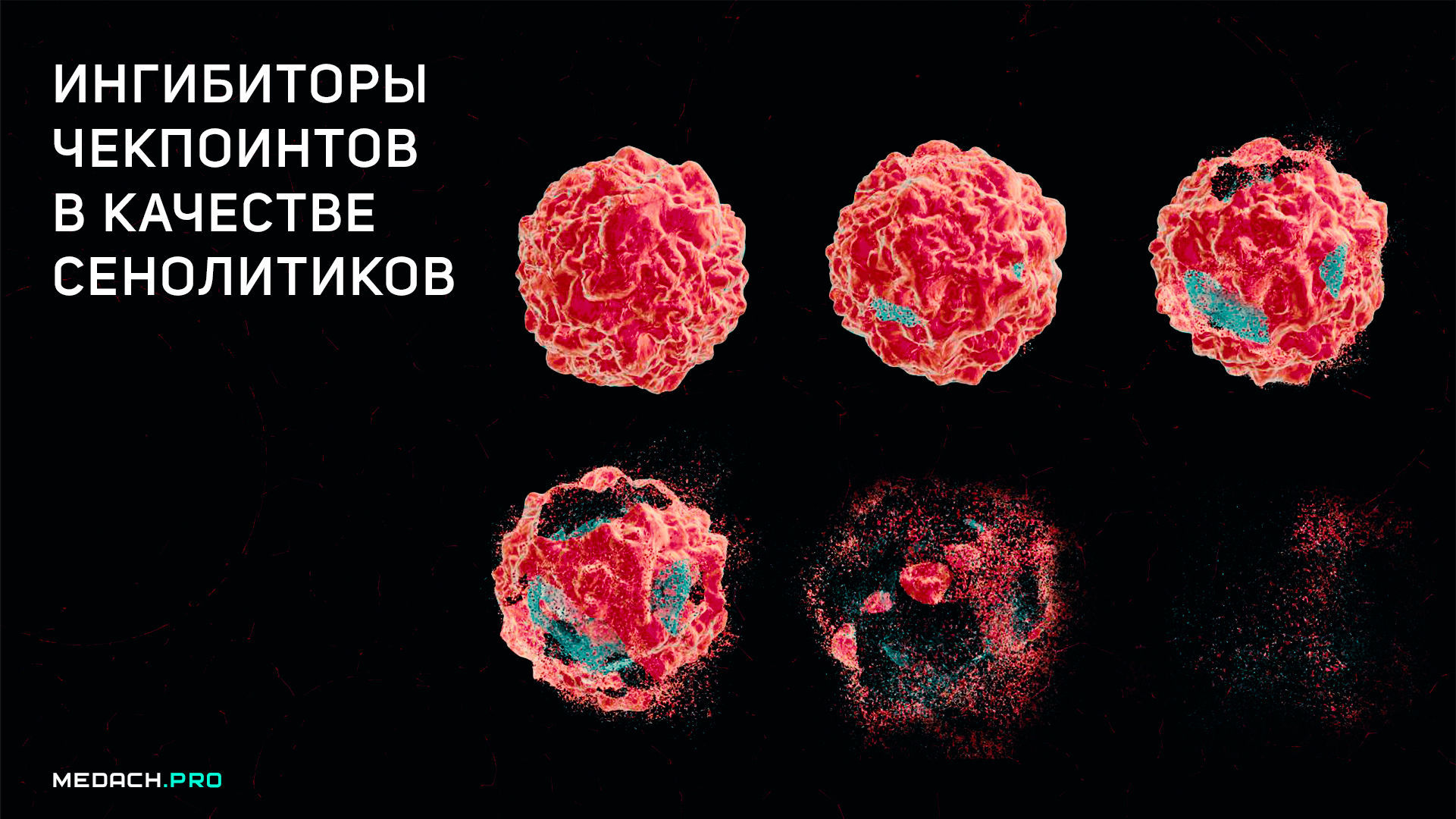 Ингибиторы чекпоинтов в качестве сенолитиков
