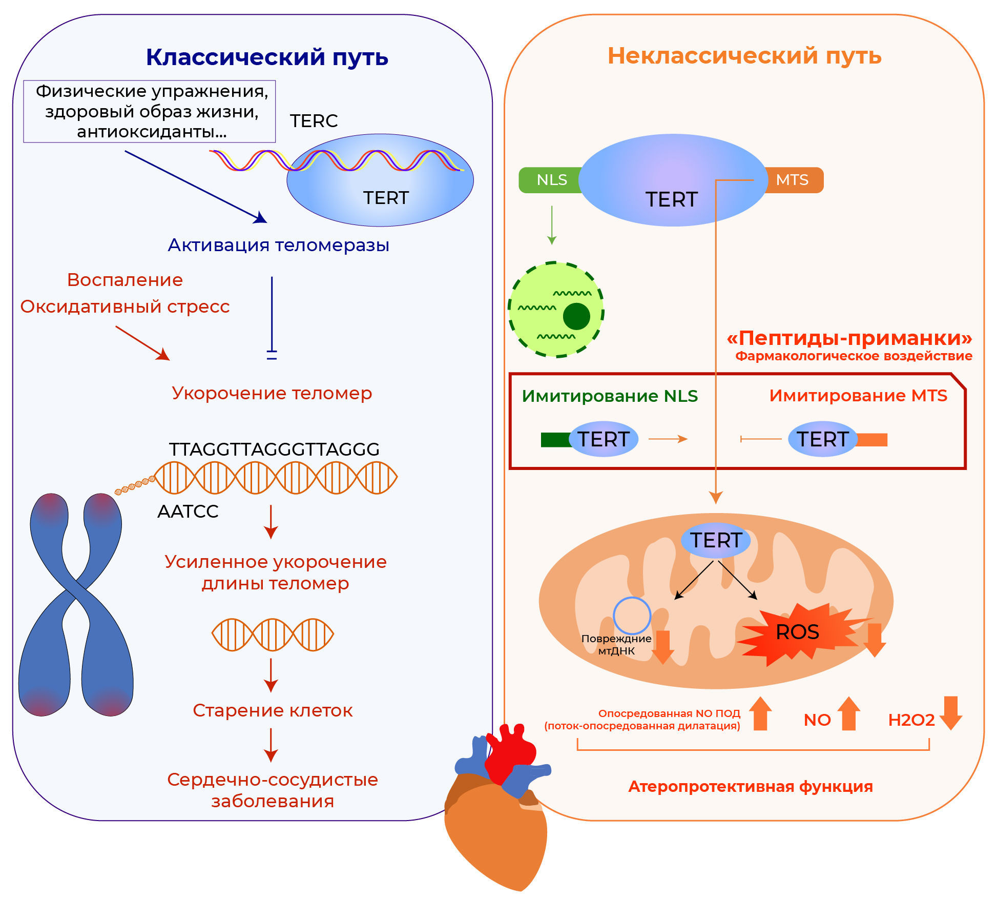 Обратная транскриптаза митохондриальной теломеразы — новая мишень в ...