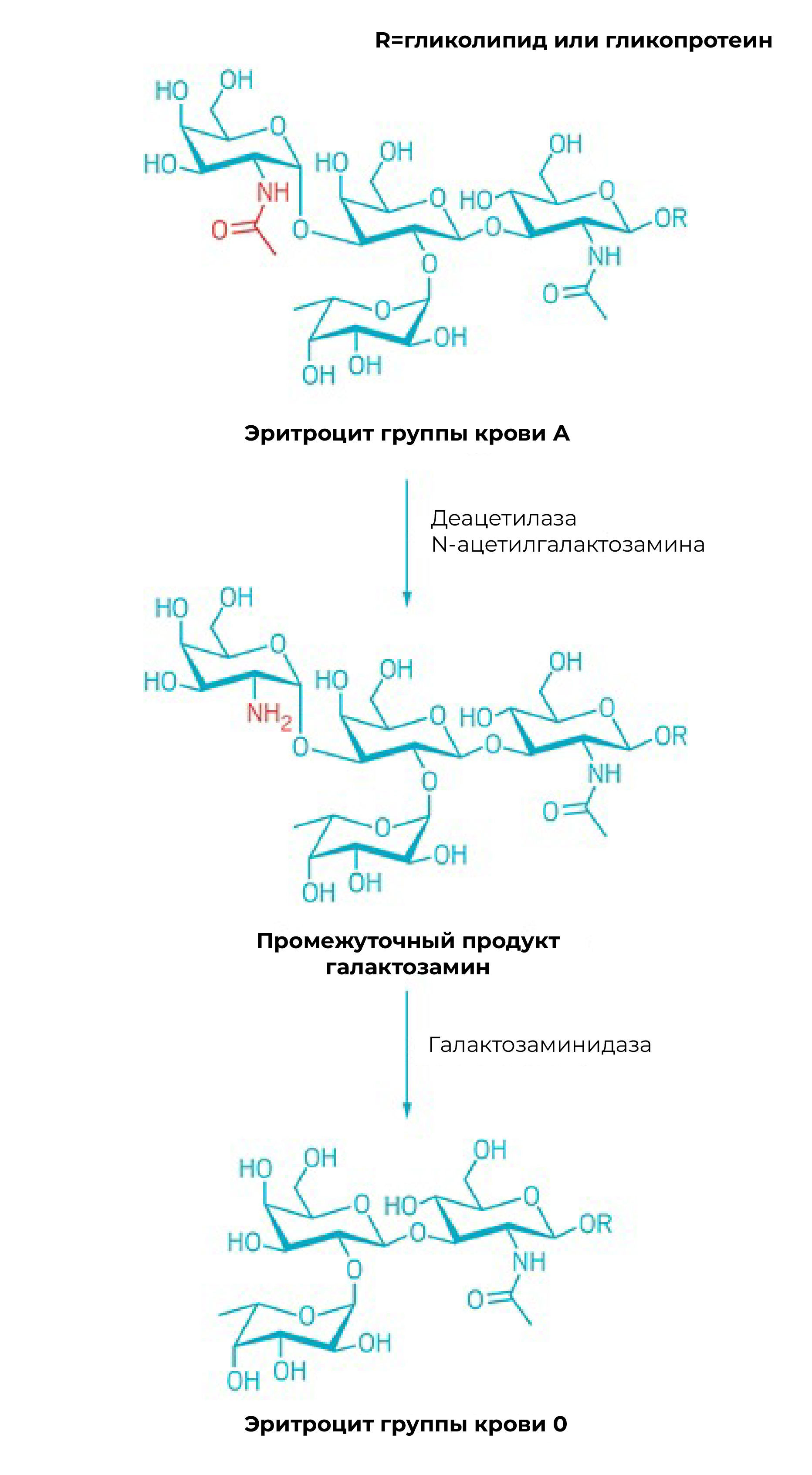 Можно ли изменить группу крови у органа для трансплантации?
