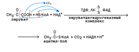 Ацетил коа фермент. Реакция образования КОА из пирувата. Превращение пирувата в ацетил-КОА. Реакция пирувата в ацетил-КОА превращения. Пируват в ацетил КОА реакция.